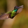 Kolibrik - Eugenes spectabilis - Talamanca Hummingbird 6650